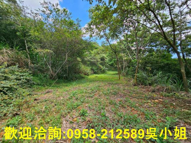 新竹關西山坡地-9