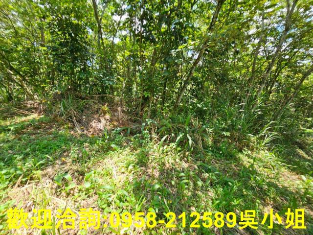 新竹關西山坡地-12