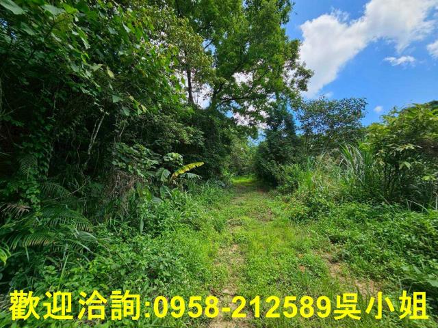 新竹關西山坡地-1