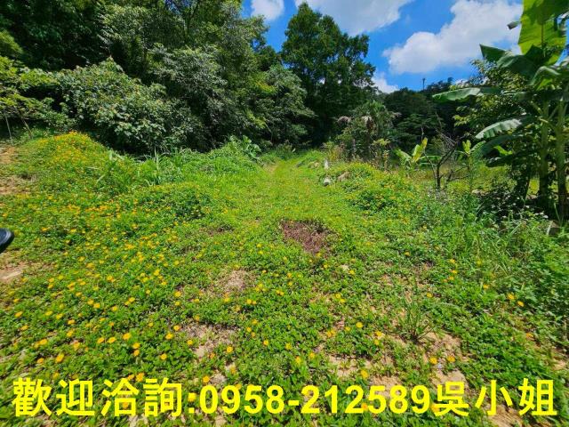 新竹關西山坡地-5