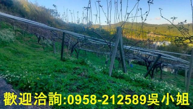 新竹新埔山坡地-0