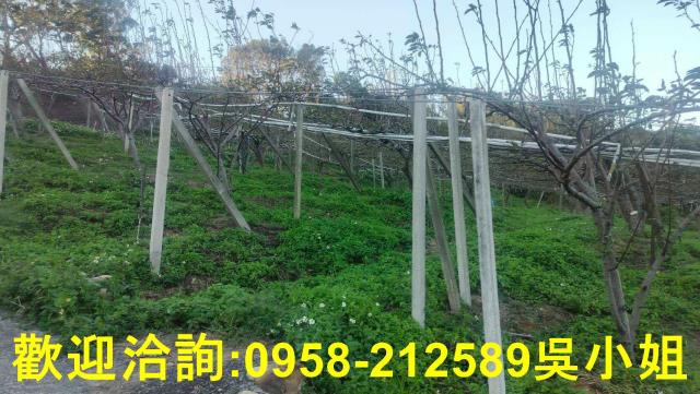 新竹新埔山坡地-1