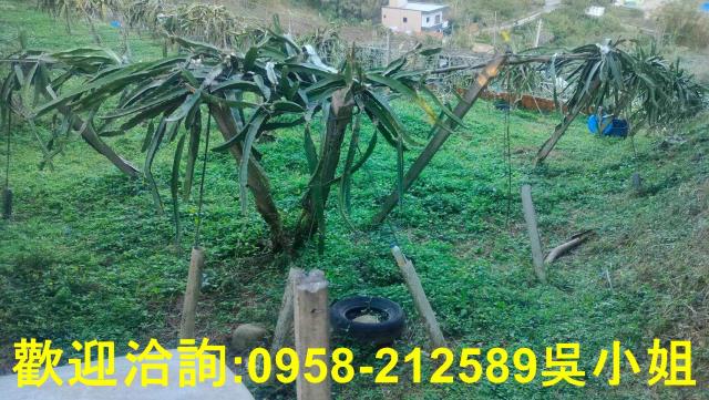 新竹新埔山坡地-5