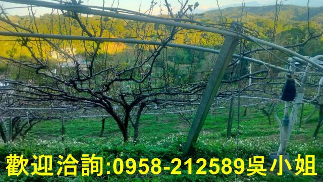 新竹新埔山坡地-7