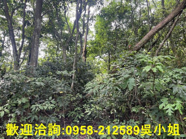 苗栗三義山坡地-1