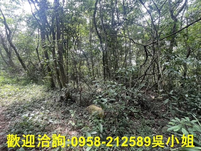 苗栗三義山坡地-2
