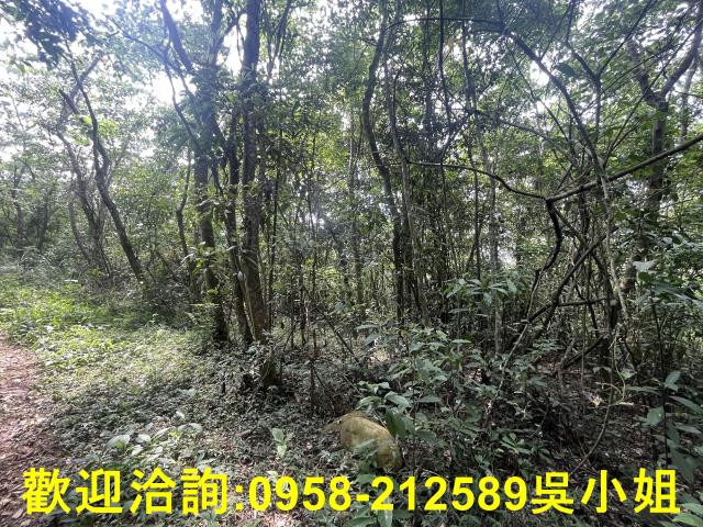 苗栗三義山坡地-3