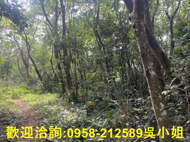 苗栗三義山坡地-4